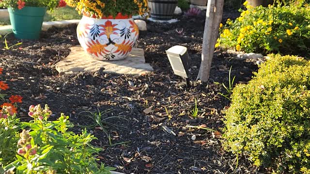 Fall Garden in Texas