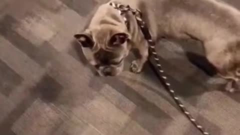 Funny dog vidéo 🤣🤣dog funny
