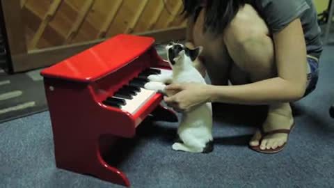 Funny cat