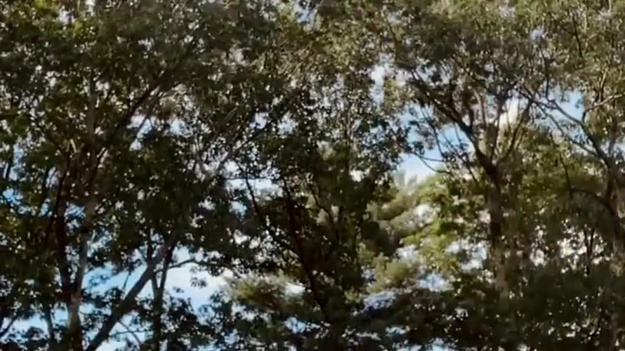 funny viral shorts
