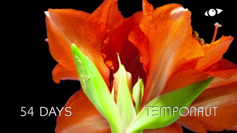 Blooming Amaryllis Timelapse