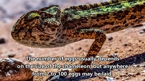 Chameleon facts: Camouflage Masters