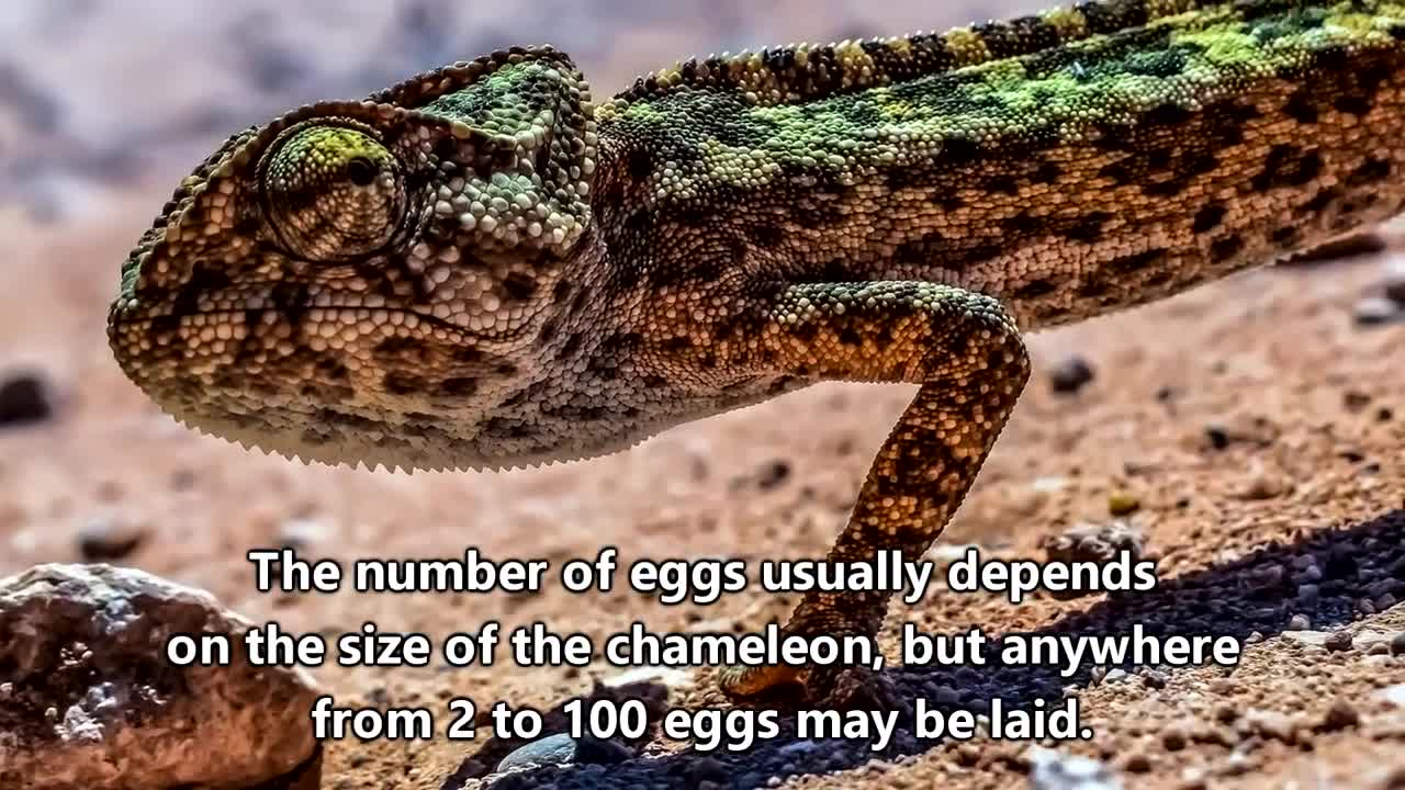 Chameleon facts: Camouflage Masters