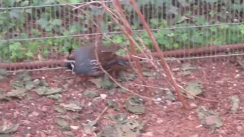 3 Valley quail chicks. And all the rest are Mountain quail chicks