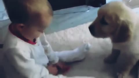 Baby meets puppy brother for the first time