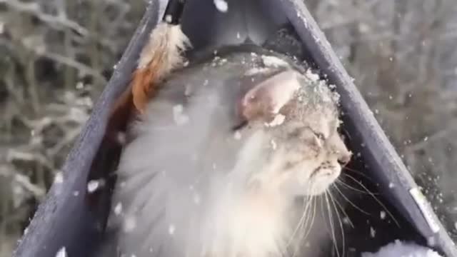 Cute cat camping in snow