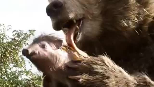 Funny funny animals