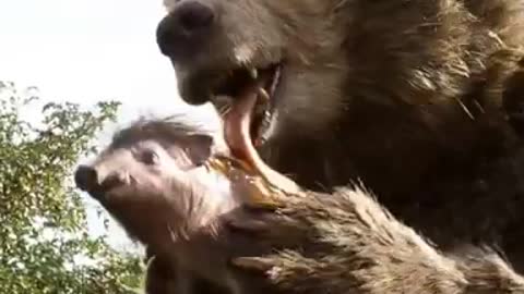 Funny funny animals