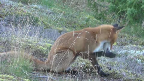 Beautiful Wildlife Animals and Relax Music