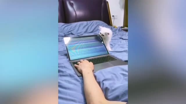 Cat Break My laptop