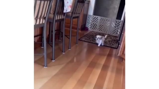 Funny Animal Video