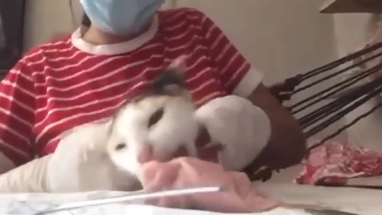 Funny video