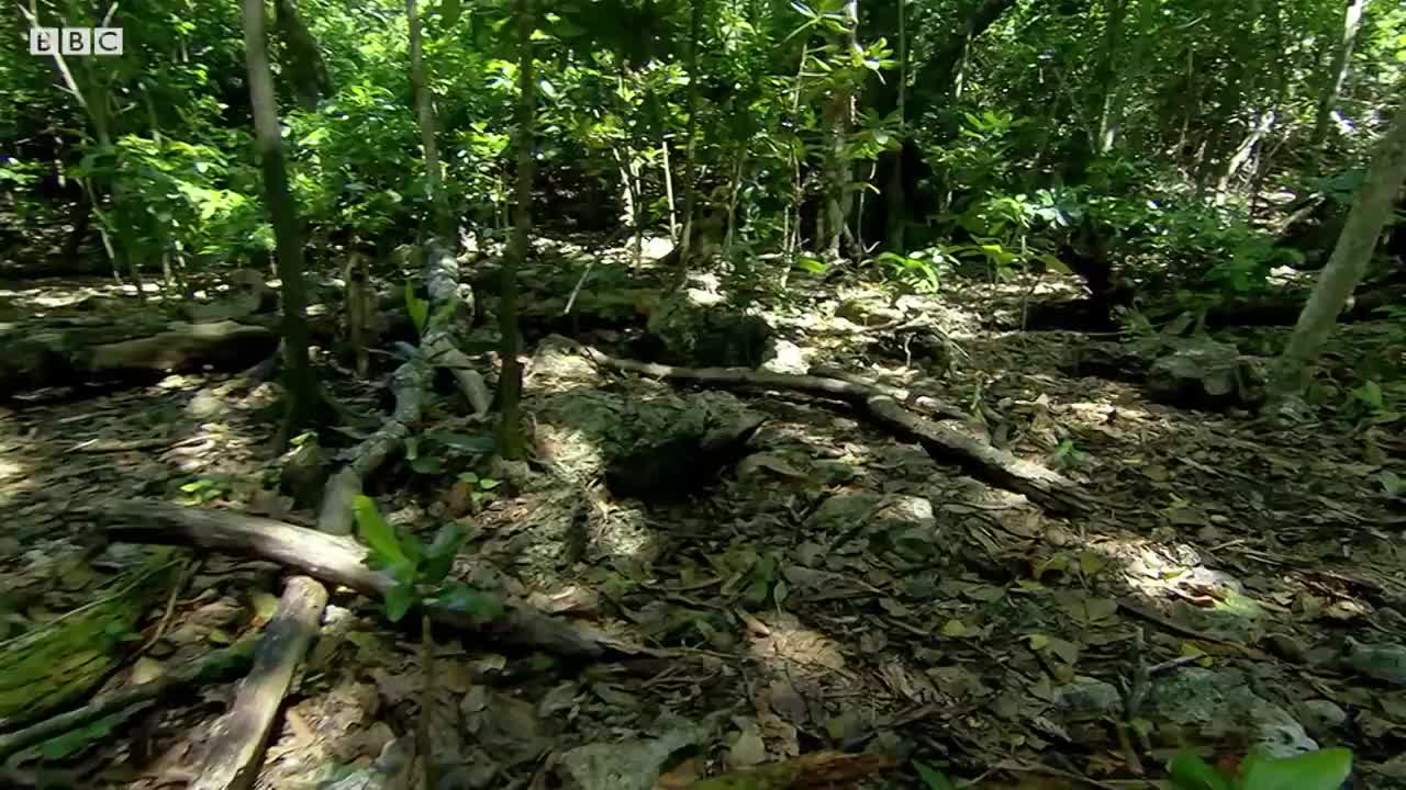 This Crab Can't Swim, But Has To Lay Its Eggs In The Sea... | Nature's Biggest Beasts | BBC Earth