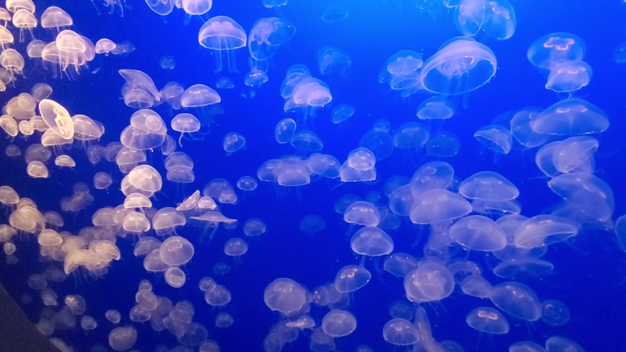 OCEAN🌊🌊JELLYFISH FISH🐠🐋🐟 | OCEAN LIFE'S | NATURE LOVER |