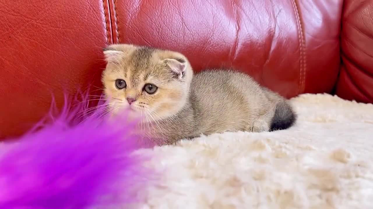 Шотландская вислоухая кошечка