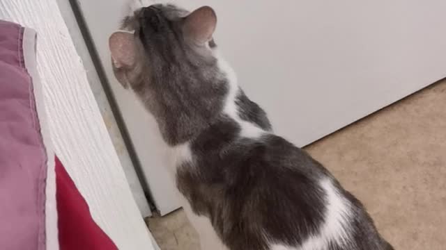 Sweet cat trying to open the door alone 😂