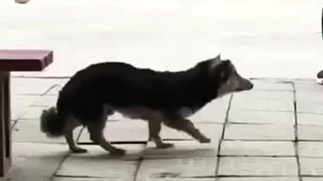 Dancing dog 1