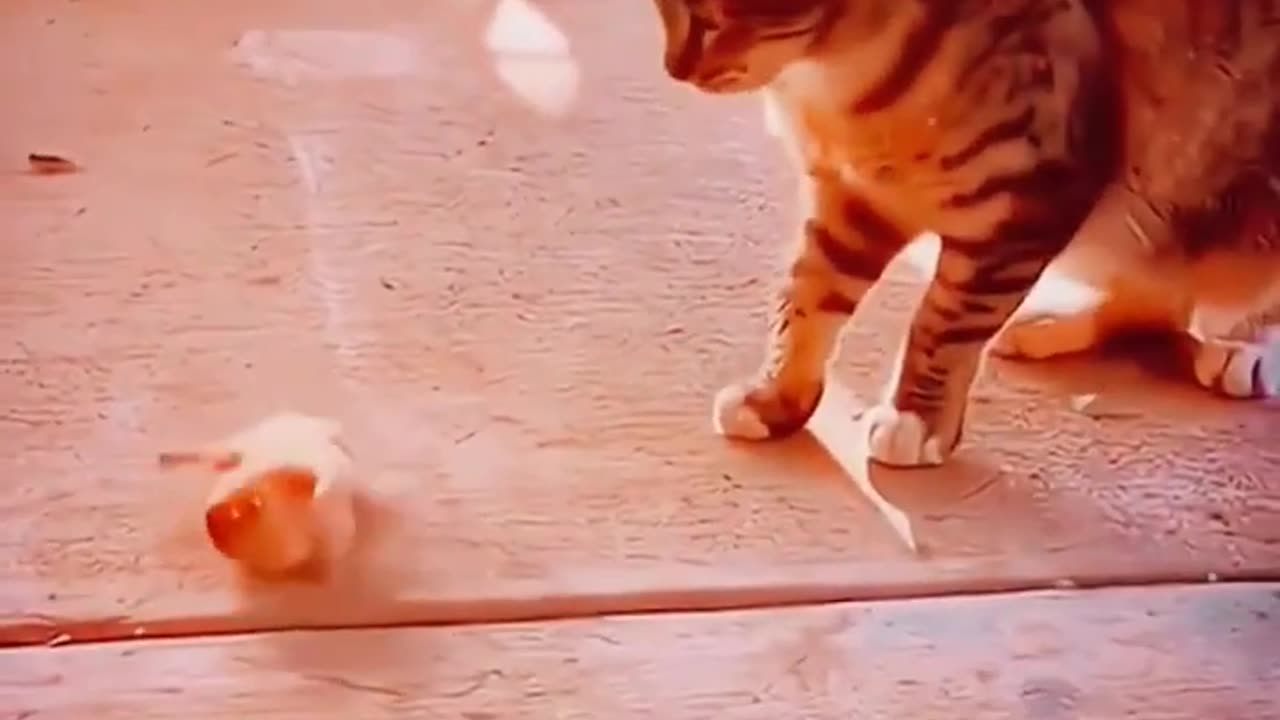 Cat and rat funny video