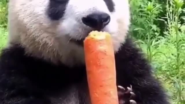 Panda eats carrot 🥕😃