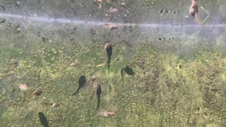 Tadpoles in farm stock tank