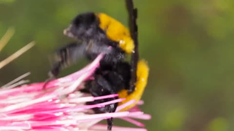 Beautiful Betterfly in Garden part 3