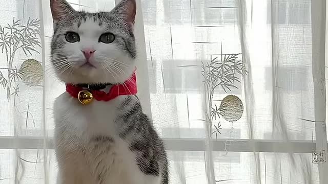 Smart Cats funny compilation Tik Tok Cats funny 113