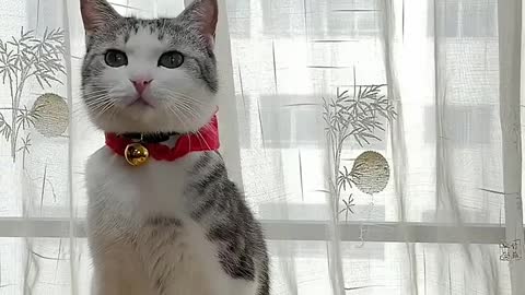 Smart Cats funny compilation Tik Tok Cats funny 113