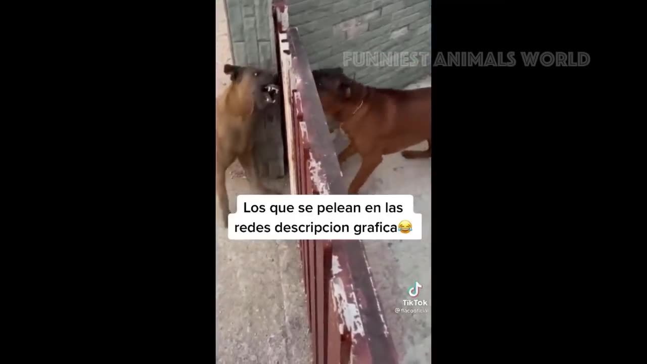 Funny Animals Video