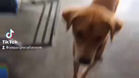 Cute dog