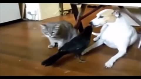 Funny Vines Crow Feeding Dog And Elephants