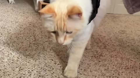 Trying OUT NEW clothing on your cat