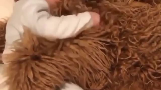 dog protects baby