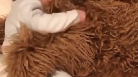 dog protects baby