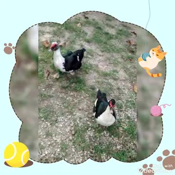 Feeding the cuty Ducks 2