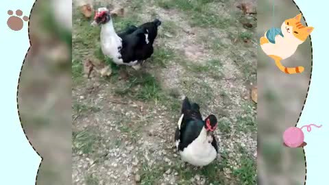 Feeding the cuty Ducks 2