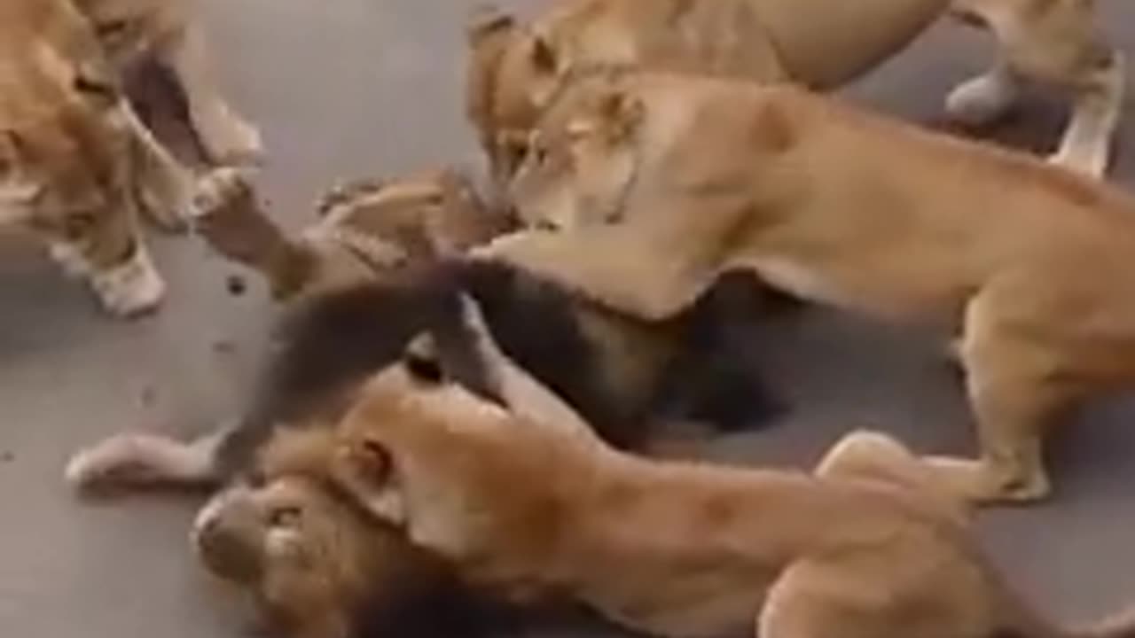 Unleashed Fury: Lionesses' Collective Assault on the Lone King