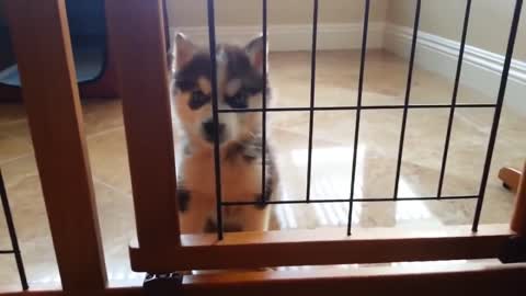Husky puppy