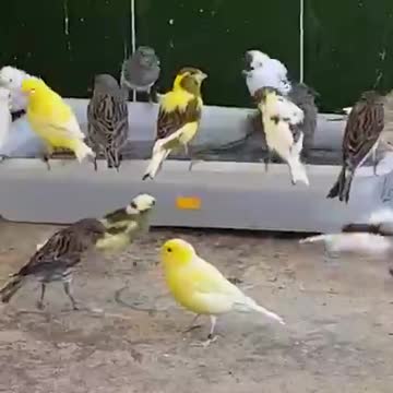 Types of canary birds