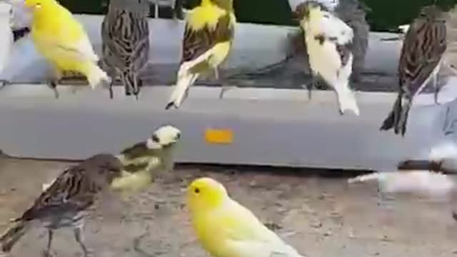 Types of canary birds