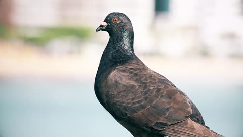 A dove in the midst of people's routine