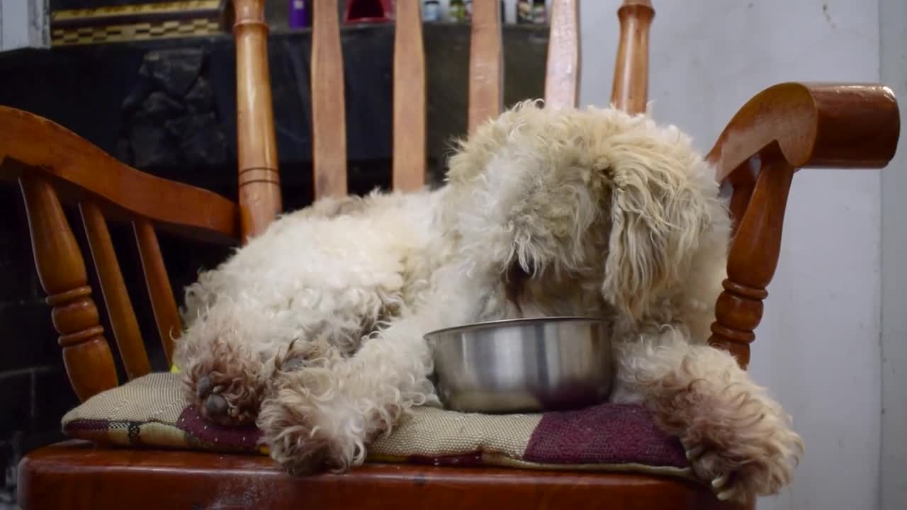 cute dog