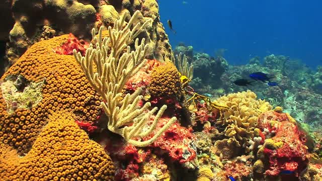 Colorful fish at the bottom of the sea in the middle of coral reefs