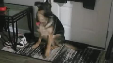 Cachorro de pastor alemán inteligente obteniendo sus propios cubitos de hielo