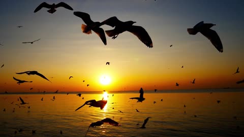 birds