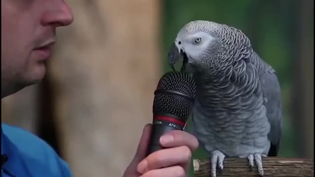 a really awesome parrot named Einstein