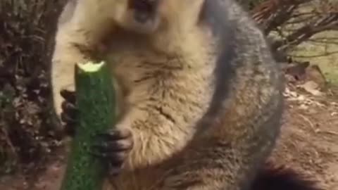 Beaver Fever