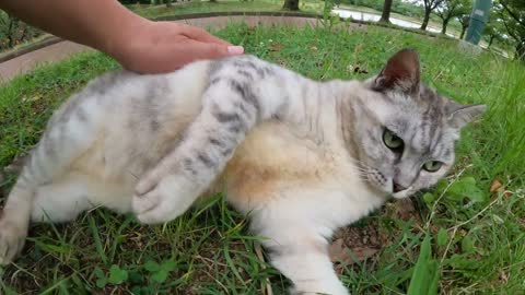 kitten wanted affection