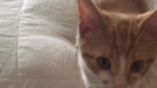 Orange cat meowing at camera