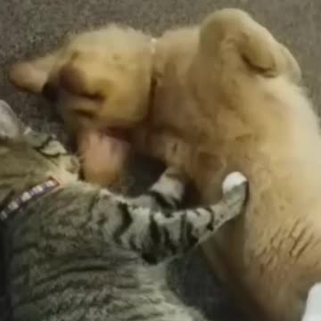 Cats are sleeping both