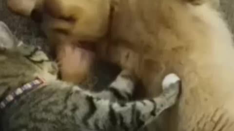 Cats are sleeping both